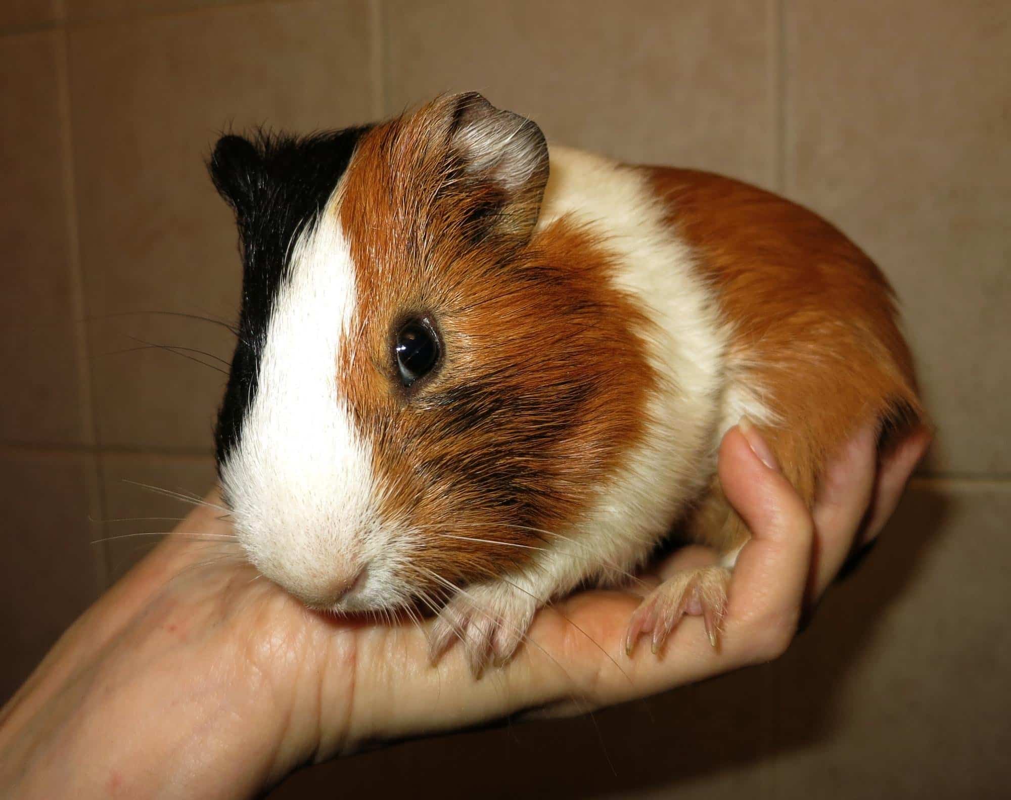 Why Do Guinea Pigs Vibrate