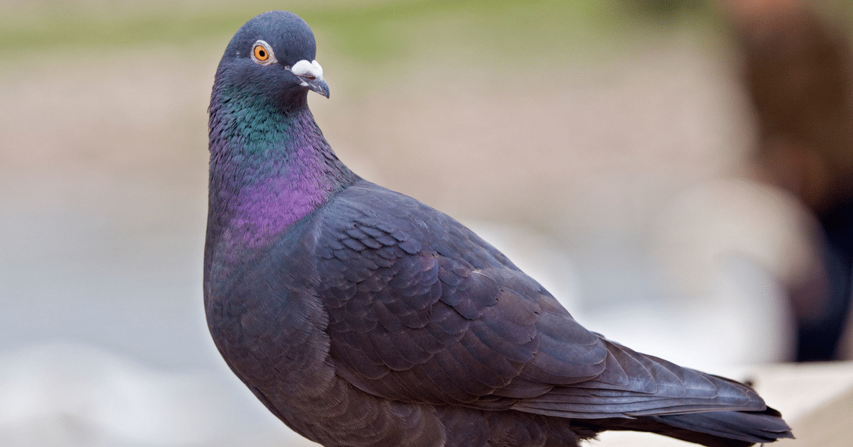 Why Do Pigeons Bob Their Head
