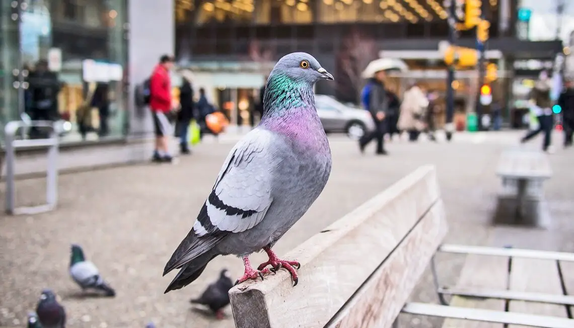 Why Do Pigeons Bob Their Head