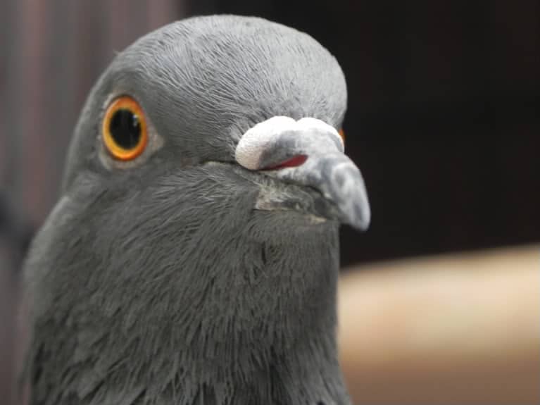 Why Do Pigeons Bob Their Head
