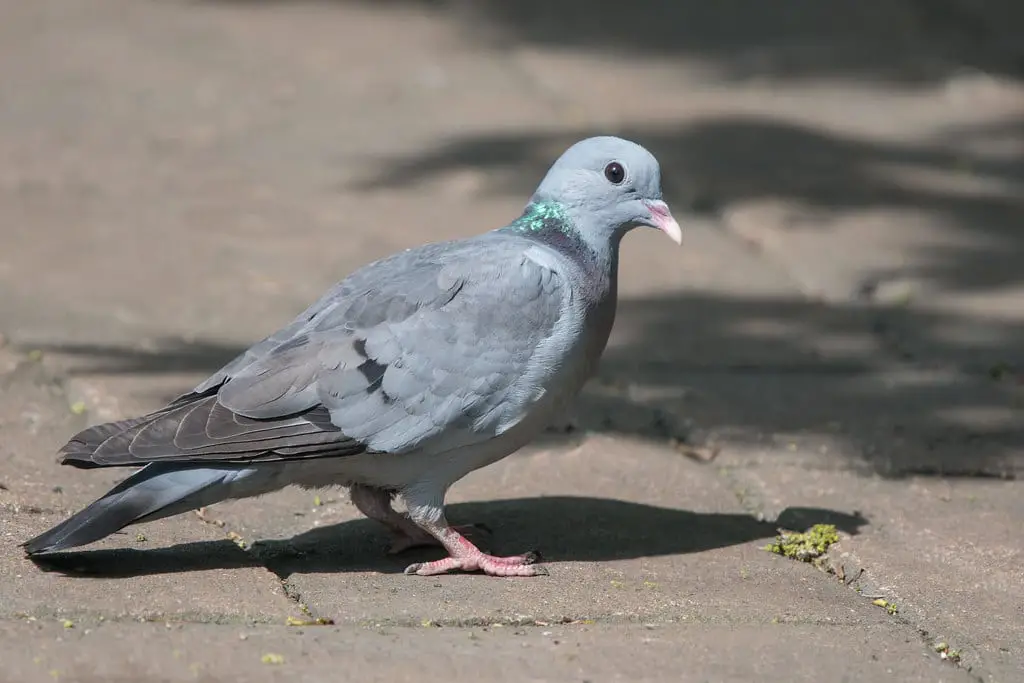 Why Do Pigeons Move Their Heads
