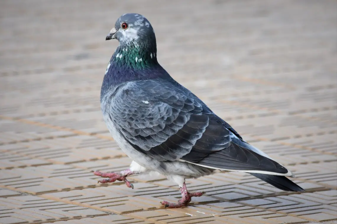 Why Do Pigeons Move Their Heads
