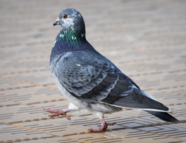 Why Do Pigeons Move Their Heads