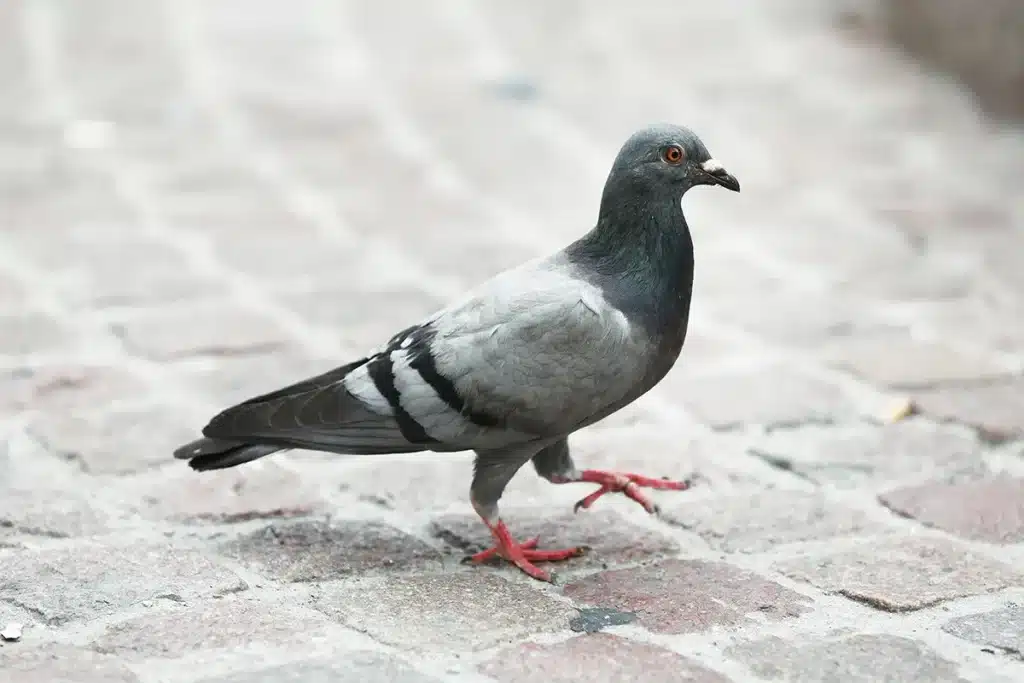 Why Do Pigeons Stand On One Leg
