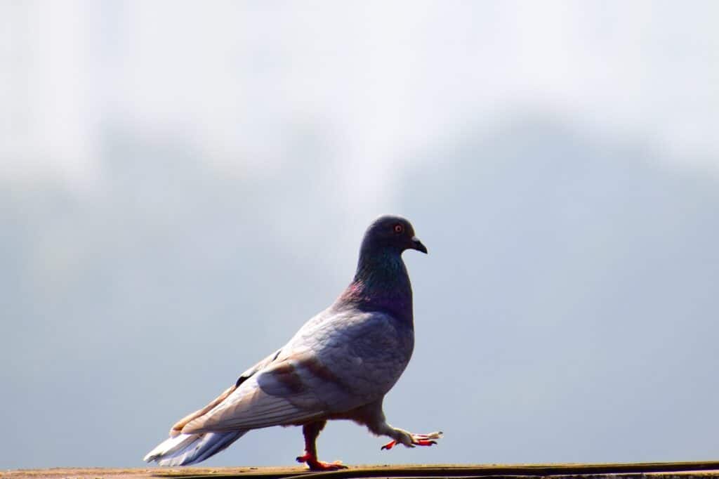 Why Do Pigeons Stand On One Leg
