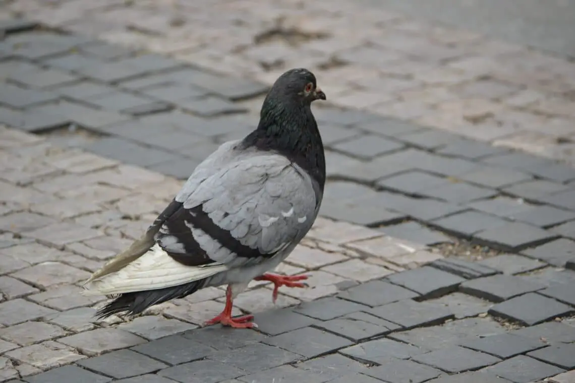 Why Do Pigeons Stand On One Leg