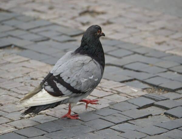 Why Do Pigeons Stand On One Leg