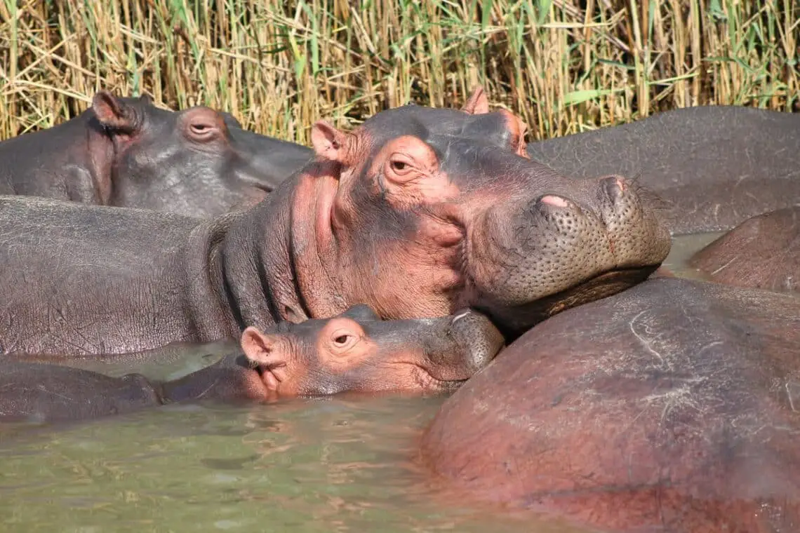 Are Hippos Related To Pigs