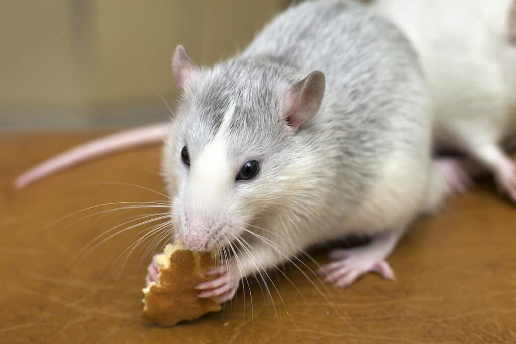 Do Rats Like Peanut Butter