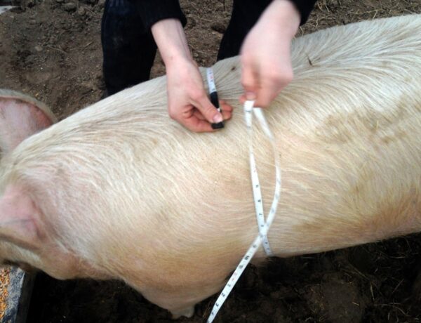 How Much Does A Pig Weigh
