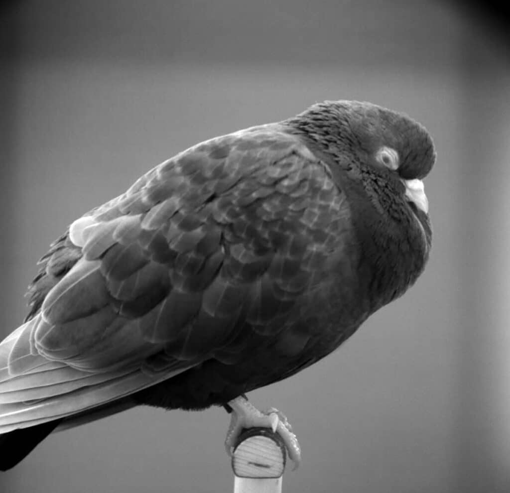 Do Pigeons Sleep Standing Up