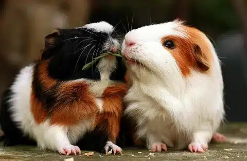 How Do Guinea Pigs Show Affection