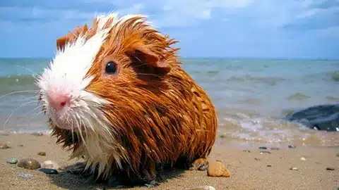 Should Guinea Pigs Be Alone