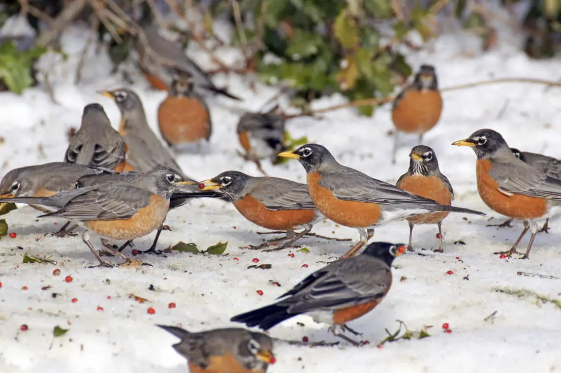 Do Robins Migrate In The Winter