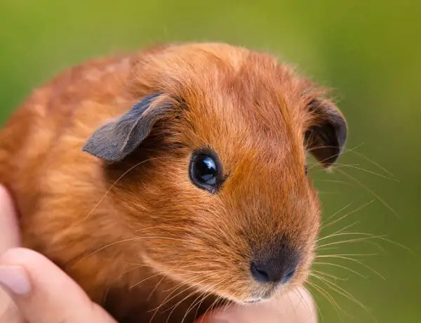 How To Hold A Guinea Pig