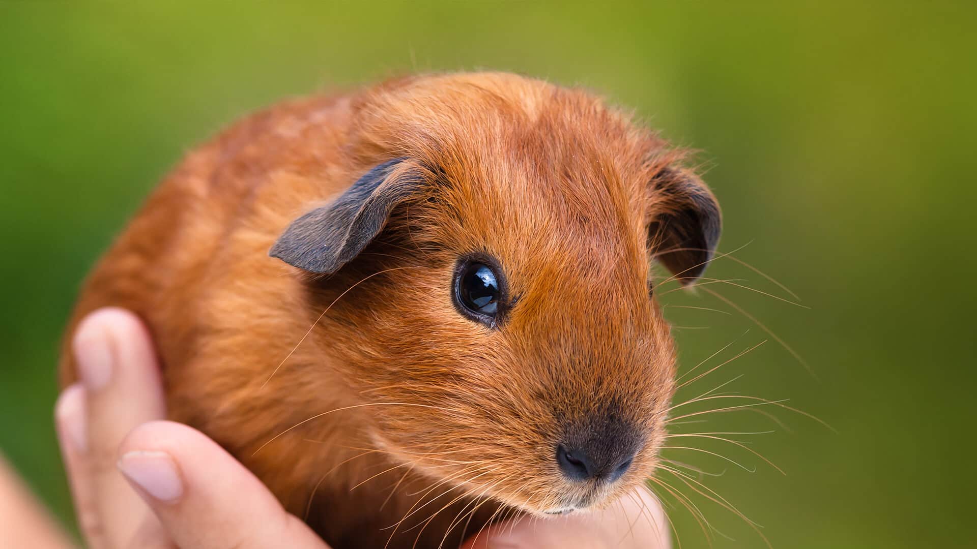 How To Hold A Guinea Pig