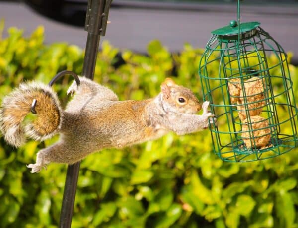 How To Keep Squirrels Out Of Bird Feeders
