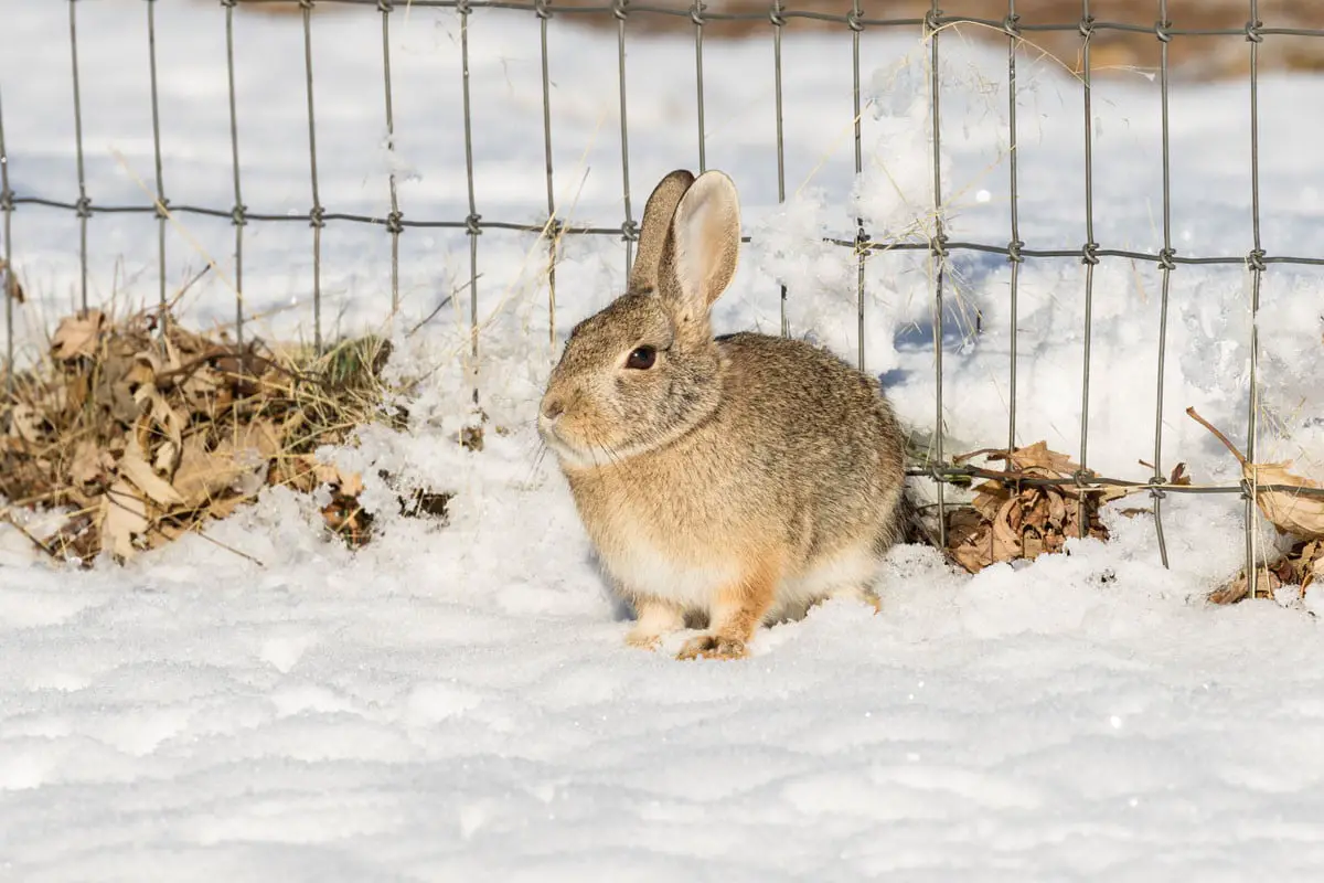 Do Rabbits Hibernate In The Winter