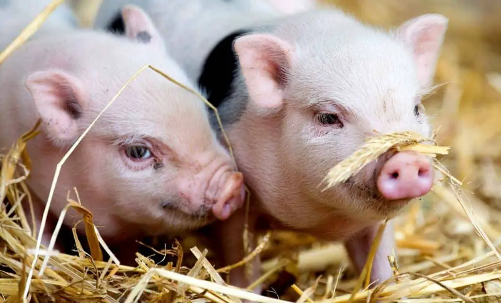 How To Feed Pigs Cheaply