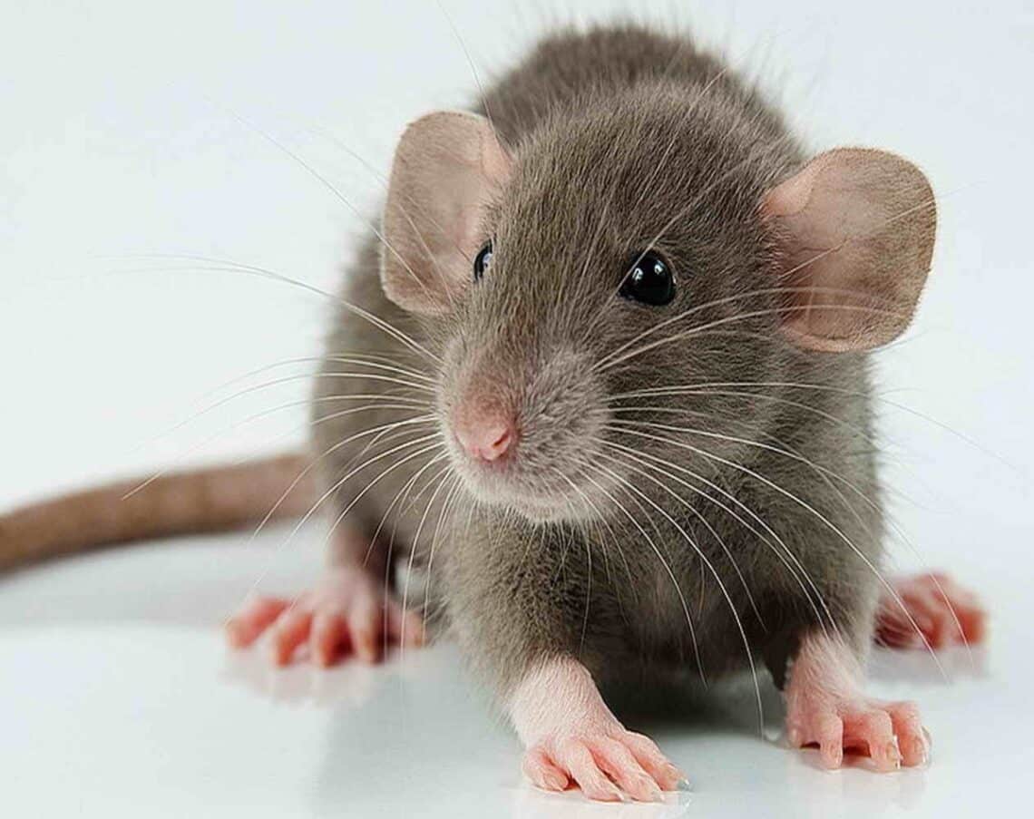 Why Do Rats Suddenly Disappear