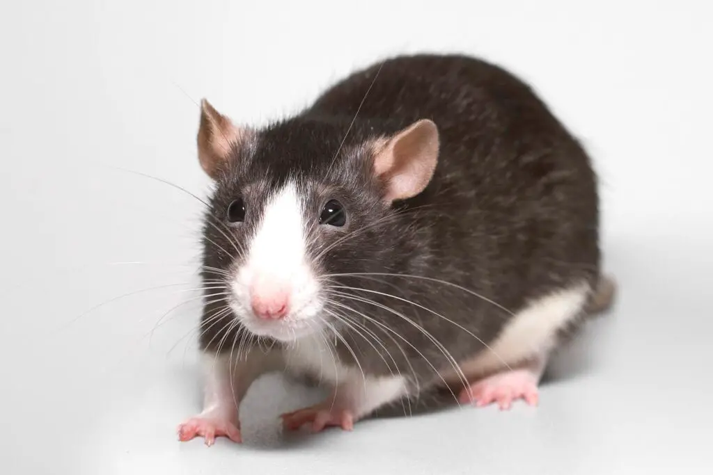 What Does A Rat Look Like