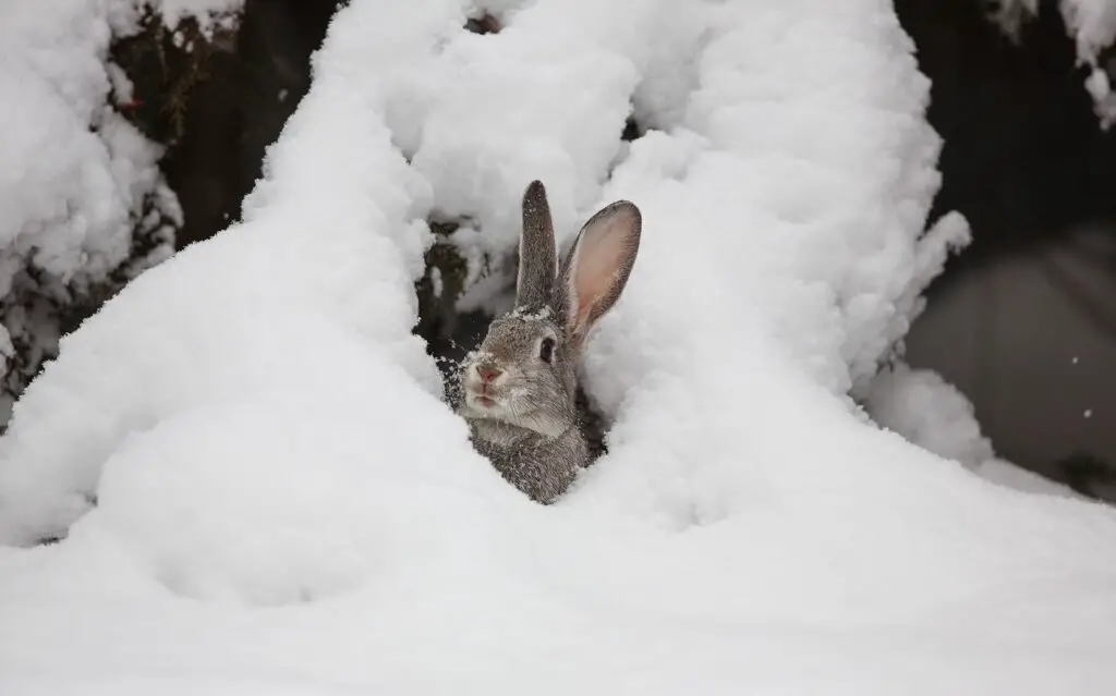 What Do Rabbits Eat In The Winter