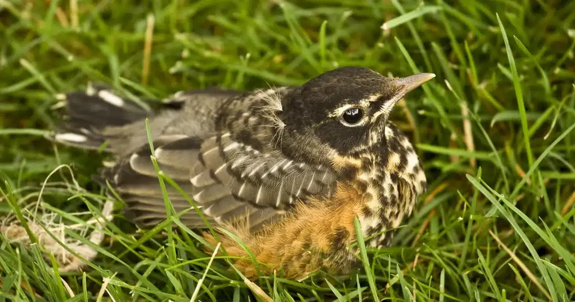 When Do Baby Robins Leave The Nest