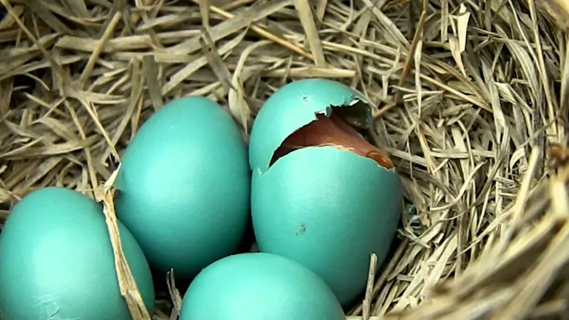 How Long For Robin Eggs To Hatch