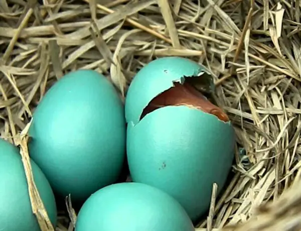 How Long For Robin Eggs To Hatch