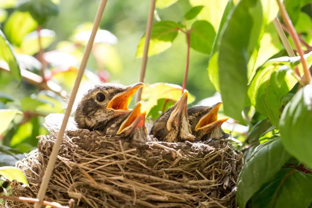 Where Do Robins Make Their Nests