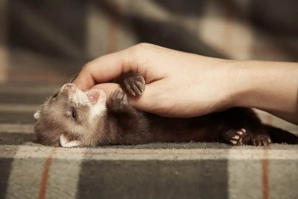 How Hard Is It To Take Care Of A Ferret