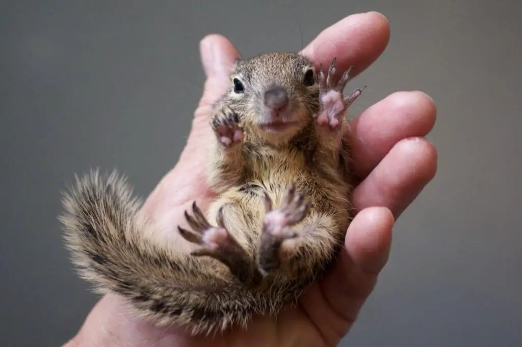 When Do Squirrels Have Babies