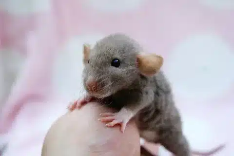 what does a baby rat look like
