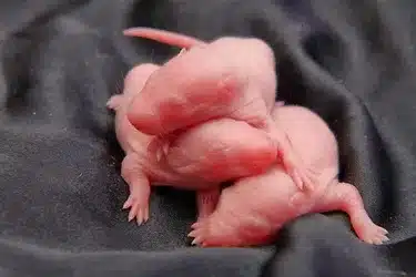 What Does A Baby Rat Look Like