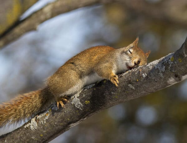 Where Do Squirrels Sleep