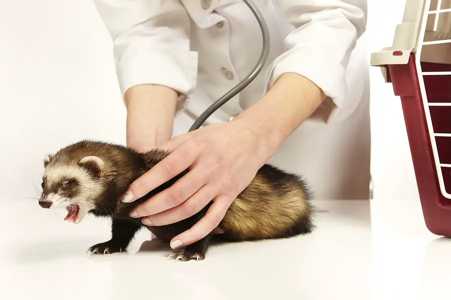 What To Feed A Ferret With Insulinoma
