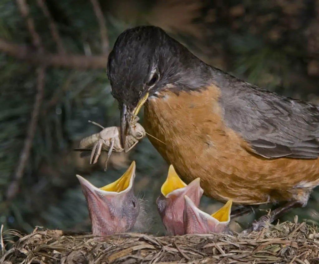 What Does The American Robin Eat