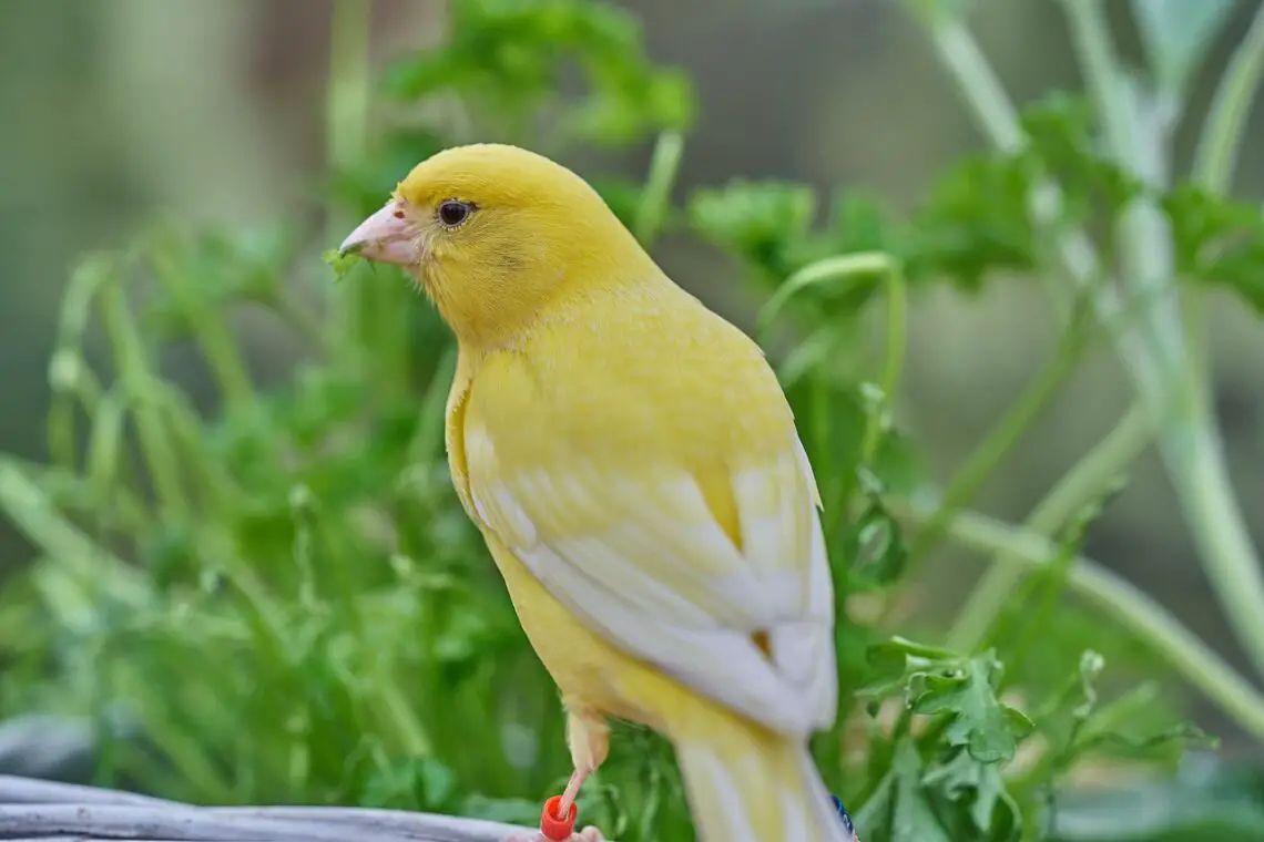 Are Canaries Good Pets