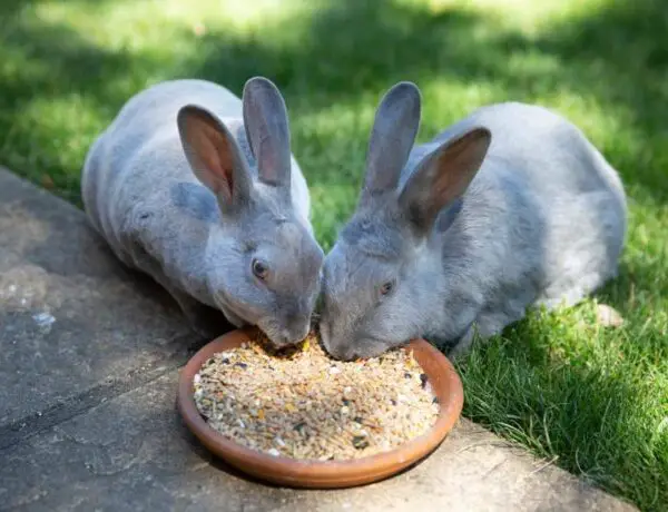 Do Rabbits Eat Bird Seed