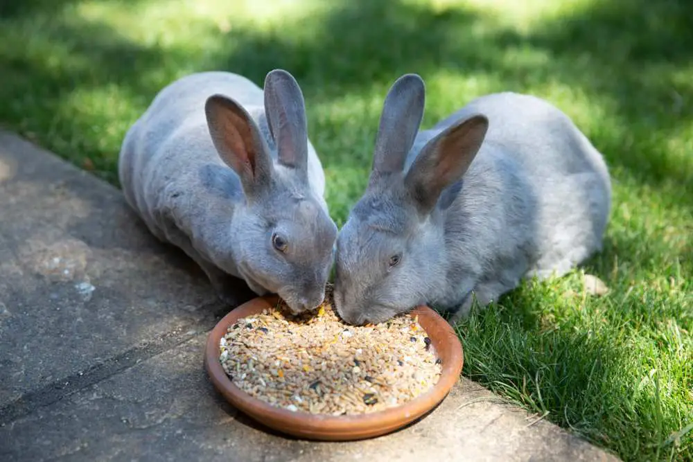 Do Rabbits Eat Bird Seed