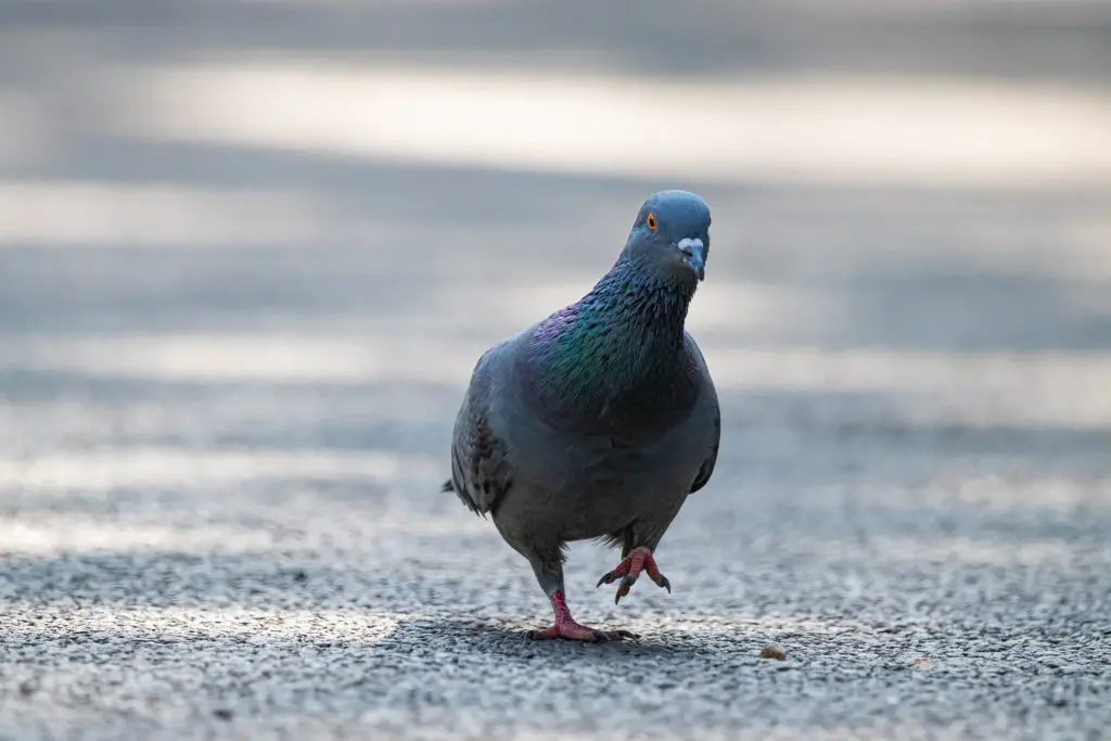 Do Pigeons Have Toes
