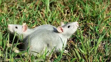Do Rats Bite Humans In Their Sleep