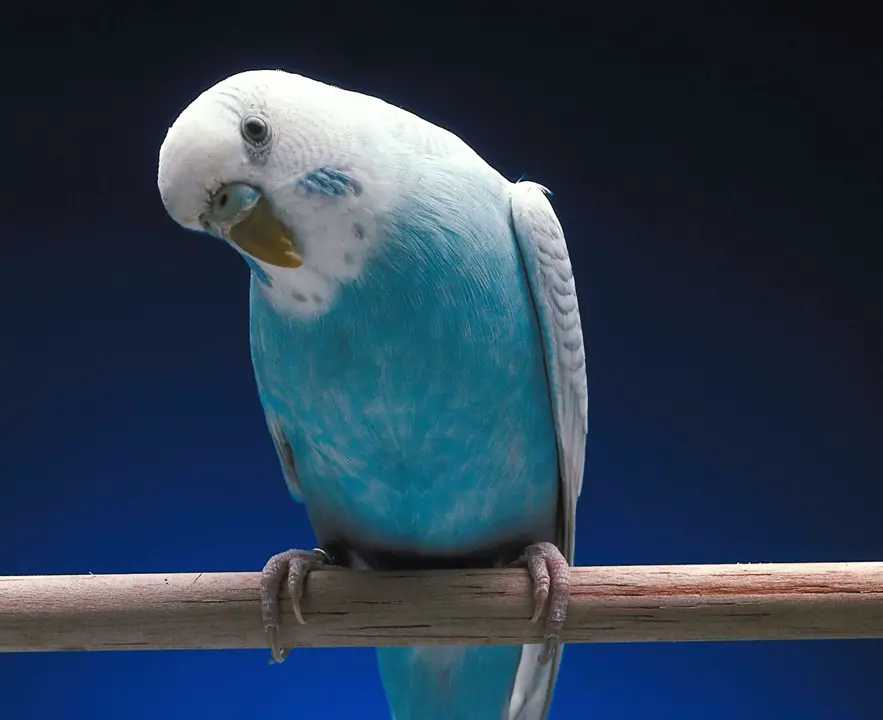 Can A Parakeet Live Outside