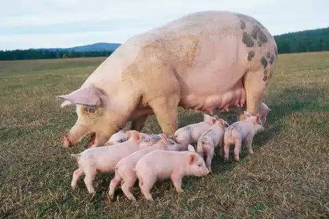 How Many Breeds Of Pigs Are There