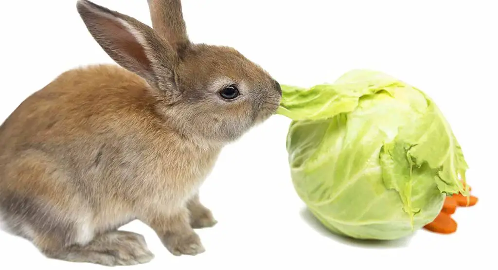 Can Rabbits Eat Red Cabbage