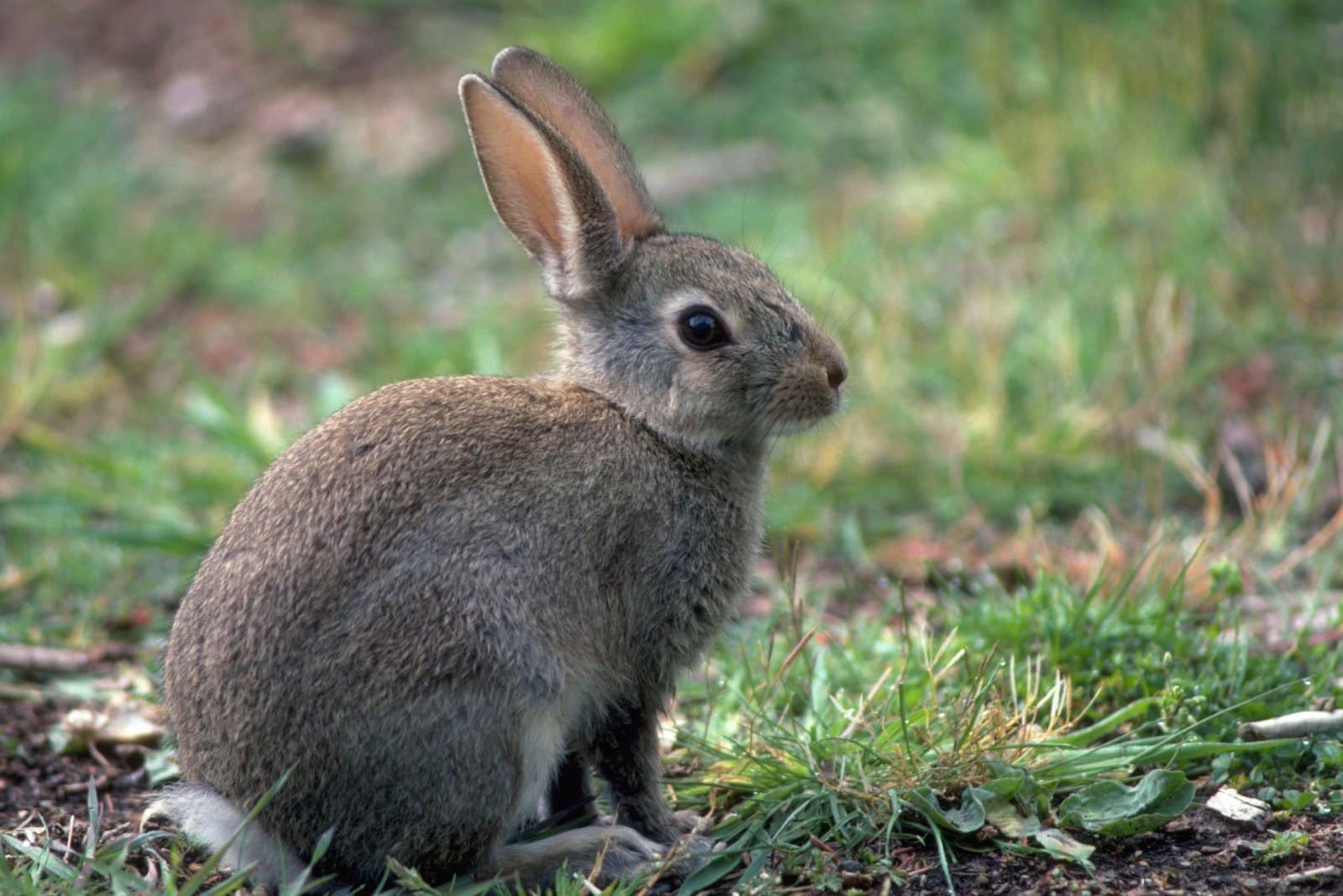 Is A Rabbit A Primary Consumer