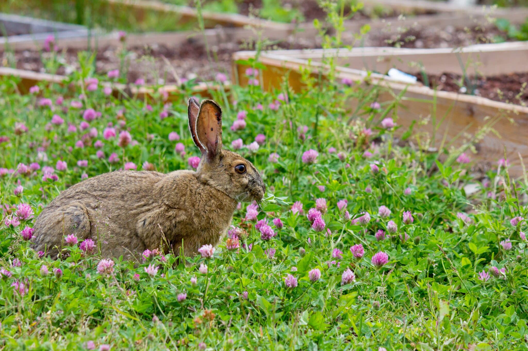 When Is Rabbit Season