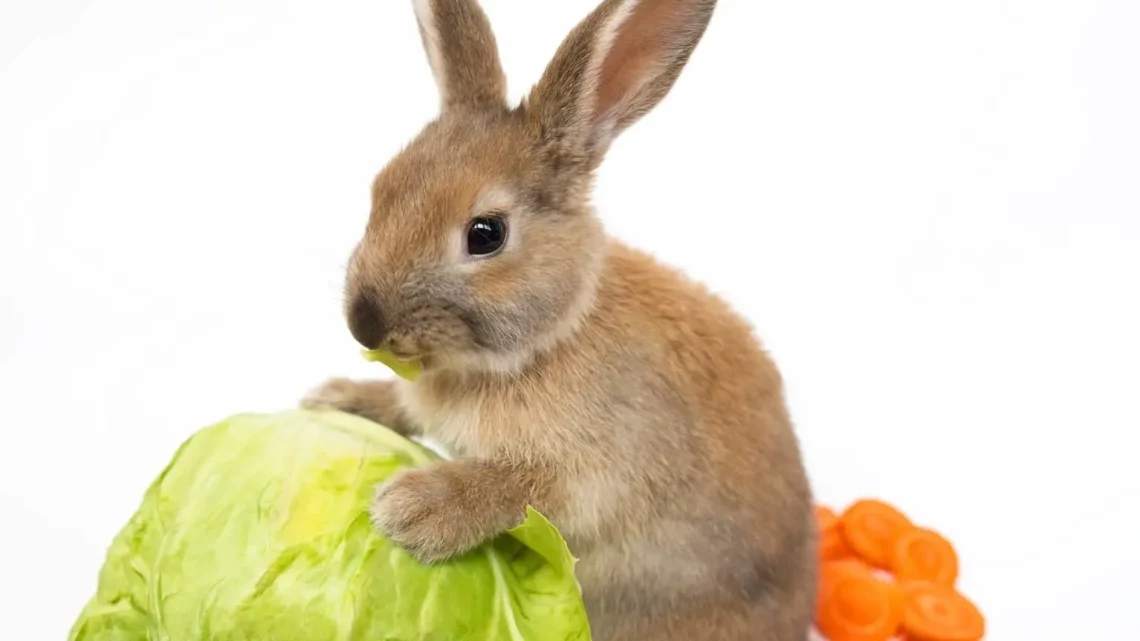 Do Rabbits Eat Cabbage
