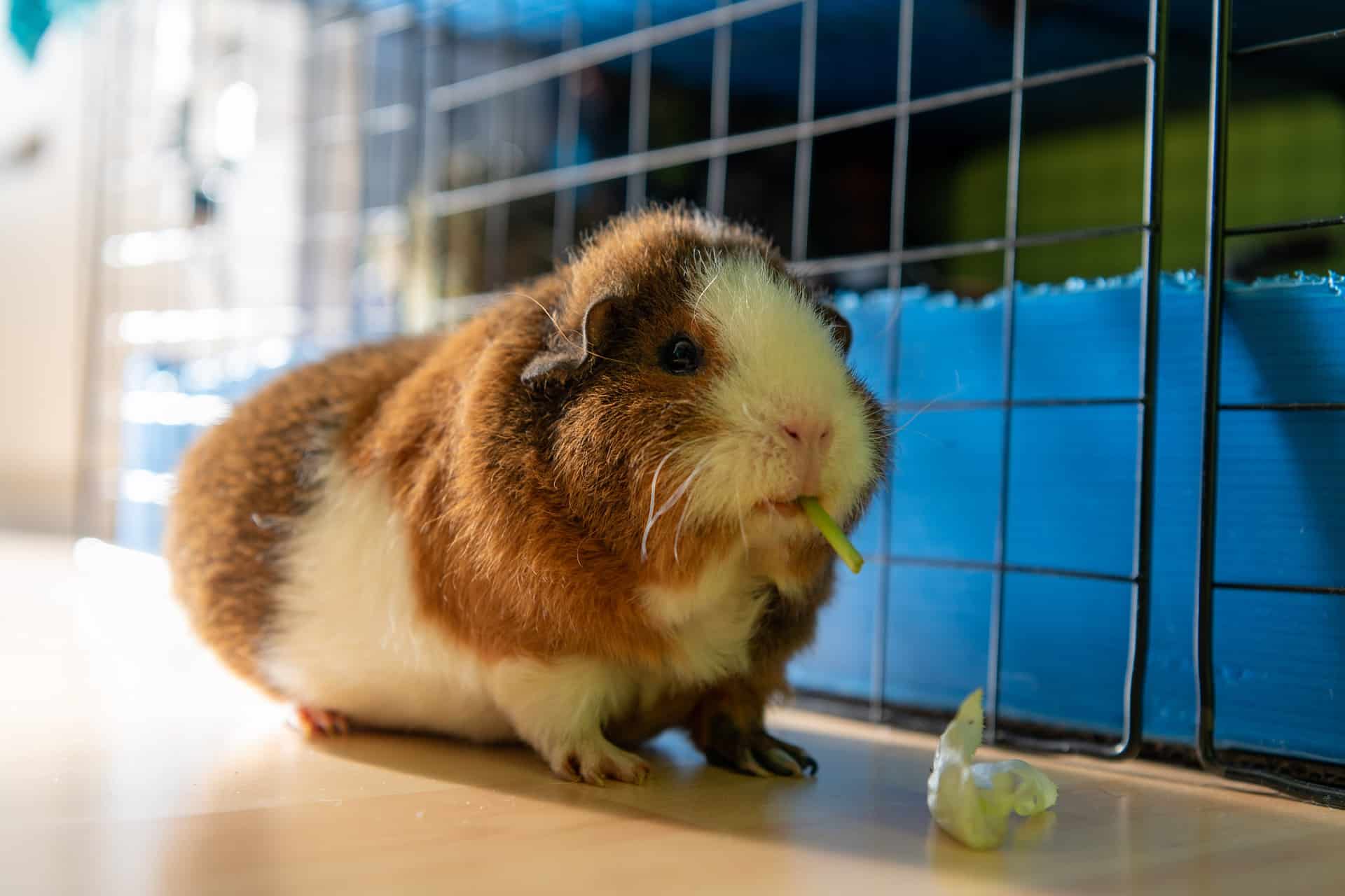 Photo inspiration: Gallery Detail: Can Guinea Pigs Eat Carrots
