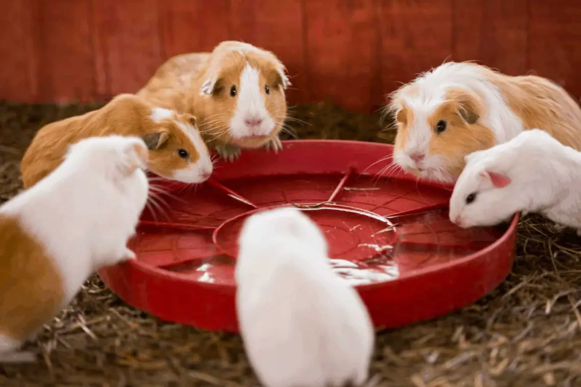 Can Guinea Pigs Drink Tap Water